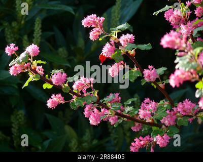 Blutcurrant blühende, blühende Johannisbeere (Ribes sanguineum) Stockfoto