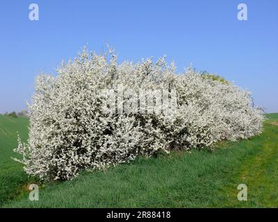 Schwarzdorn (Prunus spinosa) Heckenblüte, Schwarzdorn Stockfoto