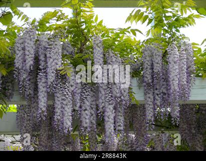 Wisteria (Wisteria) (Wisteria floribunda) an der Fassade, Blaurebe, Wisteria, Wistaria, Wisteria, Wisteria, Wisteria, Wisteria, Wisteria Stockfoto
