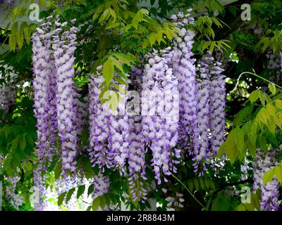 Wisteria (Wisteria) (Wisteria floribunda) an der Fassade, Blaurebe, Wisteria, Wistaria, Wisteria, Wisteria, Wisteria, Wisteria, Wisteria Stockfoto