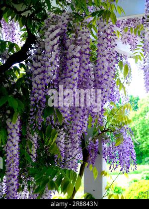 Wisteria (Wisteria) (Wisteria floribunda) an der Fassade, Blaurebe, Wisteria, Wistaria, Wisteria, Wisteria, Wisteria, Wisteria, Wisteria Stockfoto
