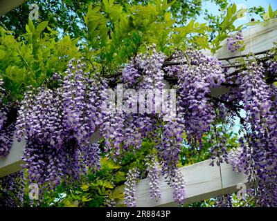 Wisteria (Wisteria) (Wisteria floribunda) an der Fassade, Blaurebe, Wisteria, Wistaria, Wisteria, Wisteria, Wisteria, Wisteria, Wisteria Stockfoto