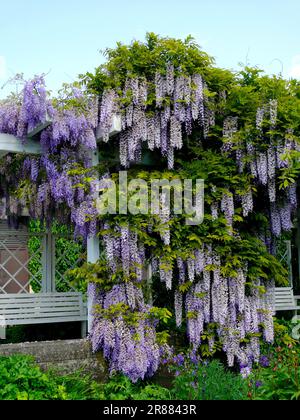 Wisteria (Wisteria) (Wisteria floribunda) an der Fassade, Blaurebe, Wisteria, Wistaria, Wisteria, Wisteria, Wisteria, Wisteria, Wisteria Stockfoto