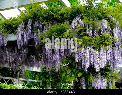 Wisteria (Wisteria) (Wisteria floribunda) an der Fassade, Blaurebe, Wisteria, Wistaria, Wisteria, Wisteria, Wisteria, Wisteria, Wisteria Stockfoto