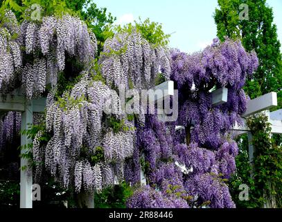 Wisteria (Wisteria) (Wisteria floribunda) an der Fassade, Blaurebe, Wisteria, Wistaria, Wisteria, Wisteria, Wisteria, Wisteria, Wisteria Stockfoto