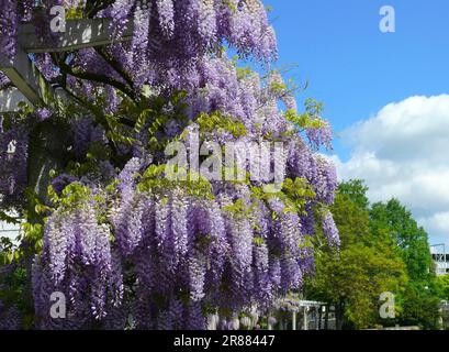 Wisteria (Wisteria) (Wisteria floribunda) an der Fassade, Blaurebe, Wisteria, Wistaria, Wisteria, Wisteria, Wisteria, Wisteria, Wisteria Stockfoto
