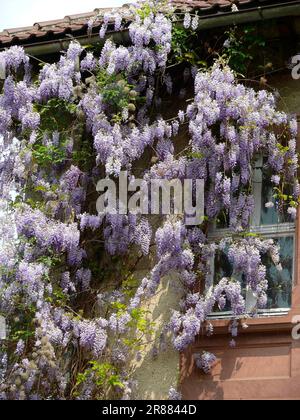 Wisteria (Wisteria) (Wisteria floribunda) an der Fassade, Blaurebe, Wisteria, Wistaria, Wisteria, Wisteria, Wisteria, Wisteria, Wisteria Stockfoto