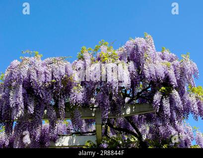 Wisteria (Wisteria) (Wisteria floribunda) an der Fassade, Blaurebe, Wisteria, Wistaria, Wisteria, Wisteria, Wisteria, Wisteria, Wisteria Stockfoto