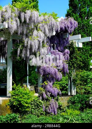 Wisteria (Wisteria) (Wisteria floribunda) an der Fassade, Blaurebe, Wisteria, Wistaria, Wisteria, Wisteria, Wisteria, Wisteria, Wisteria Stockfoto
