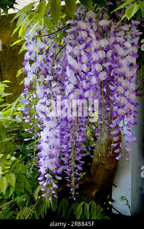 Wisteria (Wisteria) (Wisteria floribunda) an der Fassade, Blaurebe, Wisteria, Wistaria, Wisteria, Wisteria, Wisteria, Wisteria, Wisteria Stockfoto