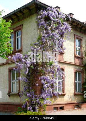 Wisteria (Wisteria) (Wisteria floribunda) an der Fassade, Blaurebe, Wisteria, Wistaria, Wisteria, Wisteria, Wisteria, Wisteria, Wisteria Stockfoto