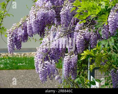 Wisteria (Wisteria) (Wisteria floribunda) an der Fassade, Blaurebe, Wisteria, Wistaria, Wisteria, Wisteria, Wisteria, Wisteria, Wisteria Stockfoto
