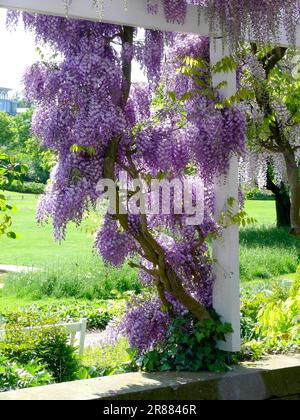 Wisteria (Wisteria) (Wisteria floribunda) an der Fassade, Blaurebe, Wisteria, Wistaria, Wisteria, Wisteria, Wisteria, Wisteria, Wisteria Stockfoto