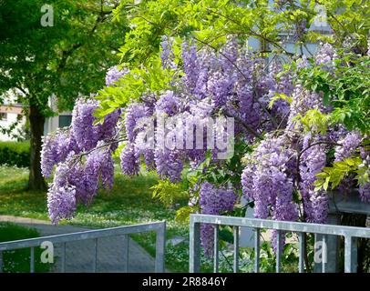 Wisteria (Wisteria) (Wisteria floribunda) an der Fassade, Blaurebe, Wisteria, Wistaria, Wisteria, Wisteria, Wisteria, Wisteria, Wisteria Stockfoto