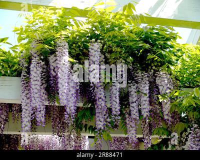 Wisteria (Wisteria) (Wisteria floribunda) an der Fassade, Blaurebe, Wisteria, Wistaria, Wisteria, Wisteria, Wisteria, Wisteria, Wisteria Stockfoto