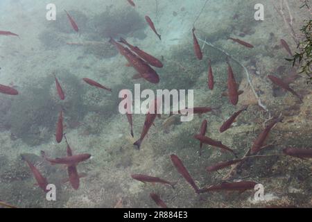 Fischen Sie im klaren Wasser der Plitvicer Seen Kroatien Stockfoto