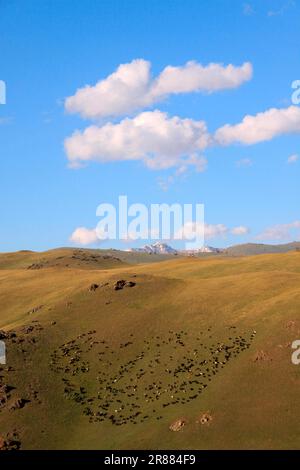 Herde von Schafen und Ziegen auf den Hängen um den Bergsee Songkoel Kirgisistan Stockfoto