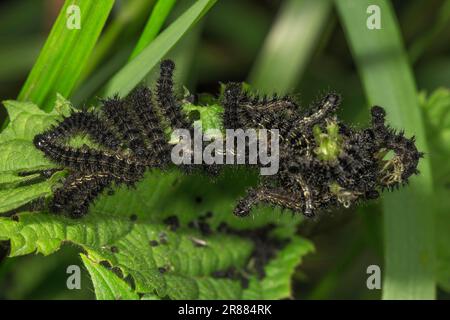 Kleine Schildkrötenschnecke (Aglais urticae), junge Raupen auf einem stechenden Nesselblatt, Baden-Württemberg, Deutschland Stockfoto