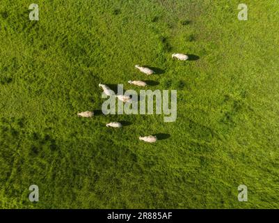 Luftaufnahme weidender Hausschafe (Ovis gmelini aries) auf einer Weide, Wiltshire, England, Vereinigtes Königreich Stockfoto