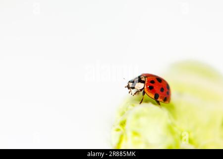 Marienkäfer, rot mit schwarzen Flecken, auf grünem Salat auf der Suche nach Blattläusen Stockfoto