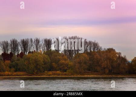 Blick auf den Rhein in der Nähe von Speyer, Deutschland, bei Sonnenuntergang im Herbst Stockfoto