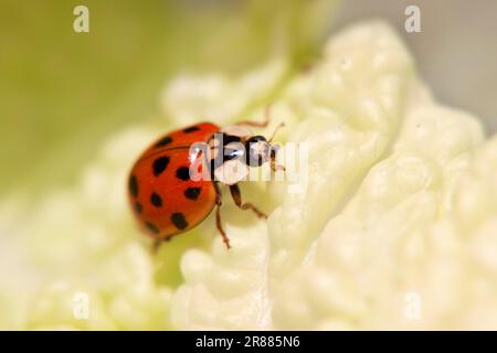 Marienkäfer, rot mit schwarzen Flecken, auf grünem Salat auf der Suche nach Blattläusen Stockfoto