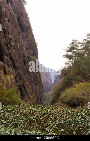 fujian nanping wuyishan Teeplantagen zwischen den hohen Felsen, Platz für Text Stockfoto