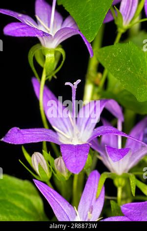 Violettblaue Blüten von hängenden Glockenblumen (Campanula poscharskyana), Studiofotografie mit schwarzem Hintergrund Stockfoto