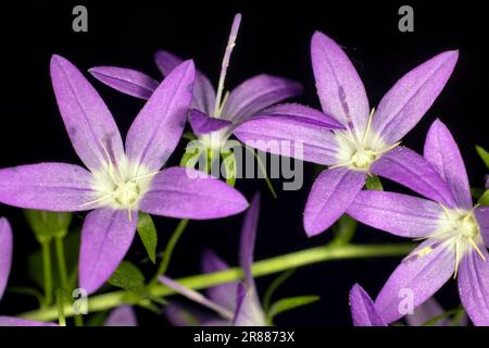 Violettblaue Blüten von hängenden Glockenblumen (Campanula poscharskyana), Studiofotografie mit schwarzem Hintergrund Stockfoto