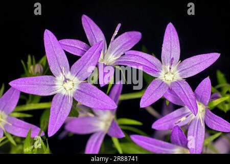 Violettblaue Blüten von hängenden Glockenblumen (Campanula poscharskyana), Studiofotografie mit schwarzem Hintergrund Stockfoto