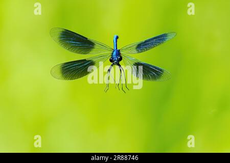 Banded demoiselle (Calopteryx splendens), Männlich, fliegend, frontales Foto, Hessen, Deutschland Stockfoto