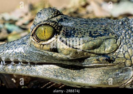 Krokodilauge und Ohr eines Gharial (Gavialis gangeticus), kritisch gefährdet, gefangen, Madras Crocodile Bank Trust und Zentrum für Herpetologie Stockfoto