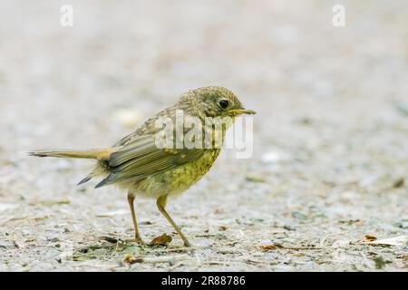 Junger europäischer Rotkehlchen (Erithacus rubecula), Hessen, Deutschland Stockfoto