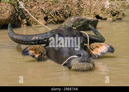 Wasserbüffel (Bubalus arnee), Haus Büffel (Bos arnee), Kerabau, Carabao, Büffel, Vietnam Stockfoto