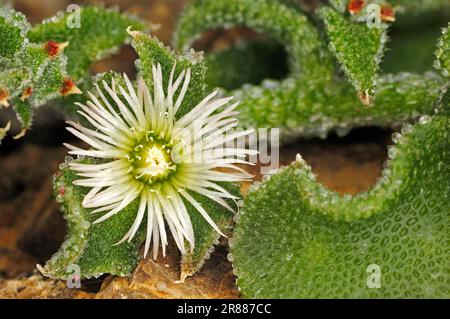 Kristalline Eispflanze (Mesembryanthemum crystallinum) (Aizoaceae) Stockfoto