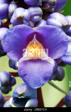 Blauer Ingwer (Dichorisandra thyrsiflora) (Dichorisandra thrysiflora), brasilianischer Ingwer, Commelinaceae Stockfoto