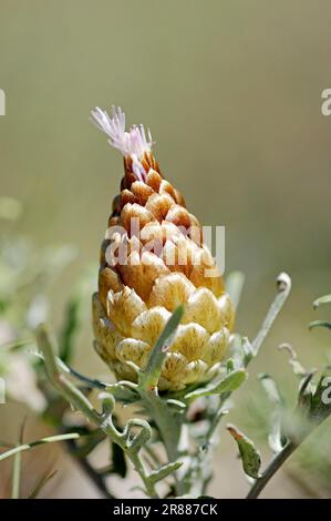 Cone Knapweed, Provence, Südfrankreich (Leuzea conifera), Cine-Cone Knapweed, Thistle Pine Cone Stockfoto