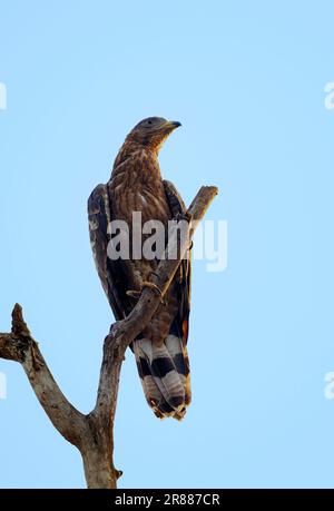 Oriental Honey Buzzard (Pernis ptilorhynchus), Keoladeo Ghana Nationalpark, Rajasthan, Indien, Crested Honey Buzzard Stockfoto