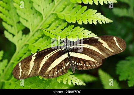 Zebra Longwing (Heliconius charitonius), Zebra Heliconian, Zebra Longwing Butterfly, Zebra Butterfly Stockfoto