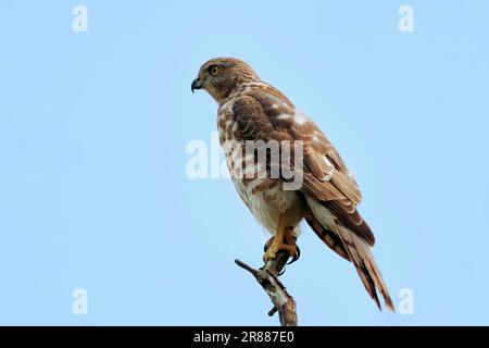 Shikra (Accipiter badius), juvenile, Keoladeo Ghana-Nationalpark, Rajasthan, Indien Stockfoto