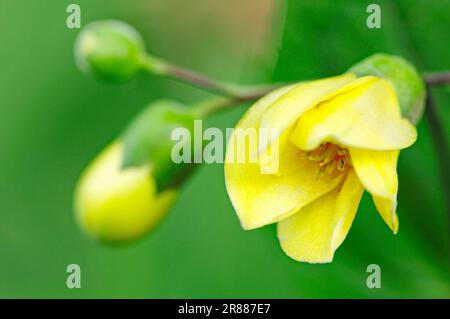 Gelbe Wachsglocken (Kirengeshoma palmata), Gelbe Wachsglocken, Japanische Wachsglocke Stockfoto