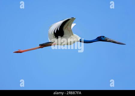 Schwarzhalsstorch (Ephippiorhynchus asiaticus), Keoladeo Ghana-Nationalpark, Rajasthan, Indien (Xenorhynchus asiaticus), Side Stockfoto