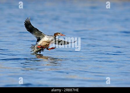 Common Merganser (Mergus merganser), weiblich, Grand Teton Nationalpark, Wyoming, USA, Goosander Stockfoto