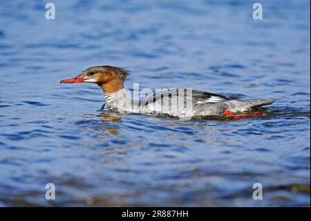 Common Merganser (Mergus merganser), weiblich, Grand Teton Nationalpark, Wyoming, USA, Goosander, Side Stockfoto