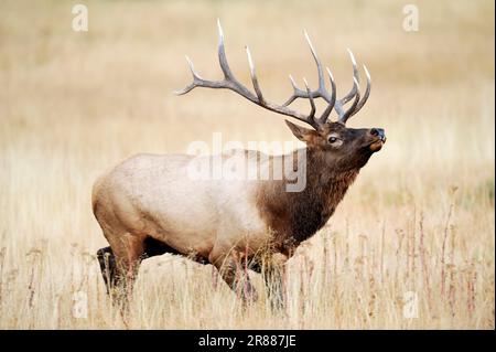 Wapiti (Cervus canadensis), Männlich, Yellowstone-Nationalpark, Wyoming, USA (Cervus elaphus canadensis), Elch, Rutsche Stockfoto