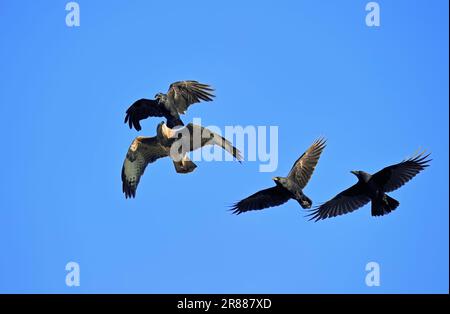 Aaskrähen (Corvus corone corone) greifen gemeine Buzzard (Buteo buteo), Nordrhein-Westfalen, Deutschland, Europäischer Buzzard an Stockfoto