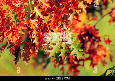 Scharlacheiche (Quercus coccinea) im Herbst Stockfoto