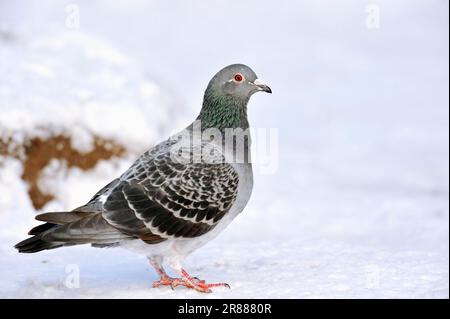 Wilde Haustaube, Nordrhein-Westfalen, Deutschland, seitlich Stockfoto