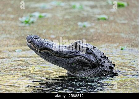 American Alligator (Alligator mississippiensis), Corkscrew Swamp Sanctuary, Florida, USA Stockfoto