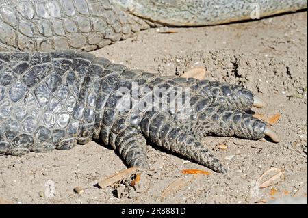 American Alligator (Alligator mississippiensis), Foot, Everglades-Nationalpark, Florida, USA Stockfoto